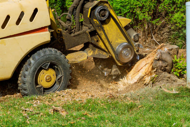Best Tree Disease Treatment  in Durham, OR