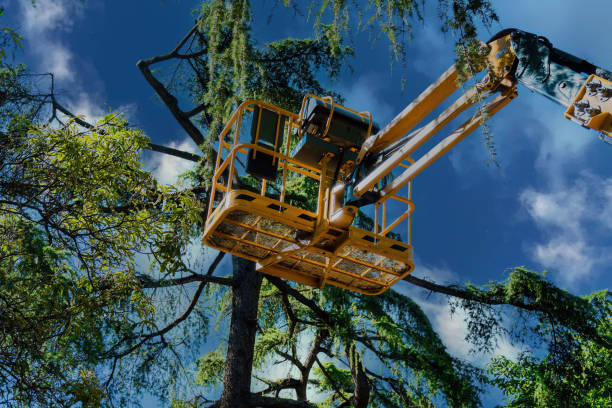 Best Fruit Tree Pruning  in Durham, OR