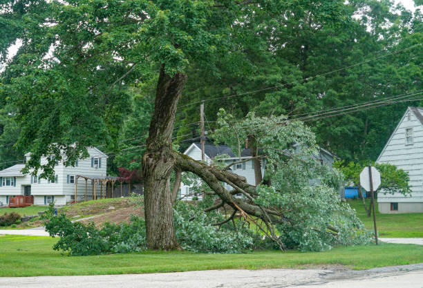 Best Hazardous Tree Removal  in Durham, OR